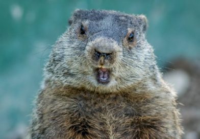 Murmeltier Phil sieht erneut Schatten Murmeltier Phil sieht erneut Schatten