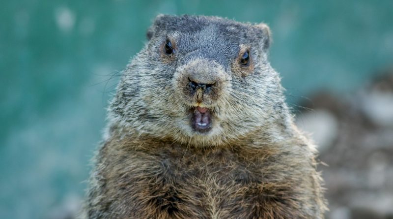 Murmeltier Phil sieht erneut Schatten Murmeltier Phil sieht erneut Schatten