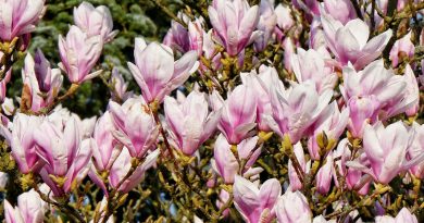 März sonnig, trocken und mild