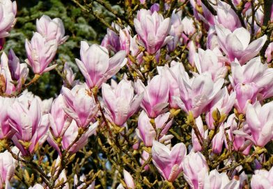 März sonnig, trocken und mild