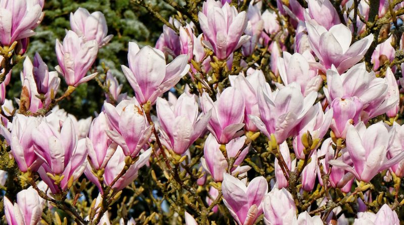 März sonnig, trocken und mild