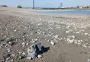 Extremes Niedrigwasser – kaum Linderung Extremes Niedrigwasser – kaum Linderung